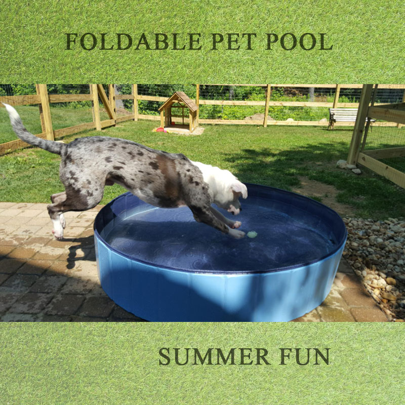 Najlepsze baseny dla twojego zwierzaka do pływania przez całe lato